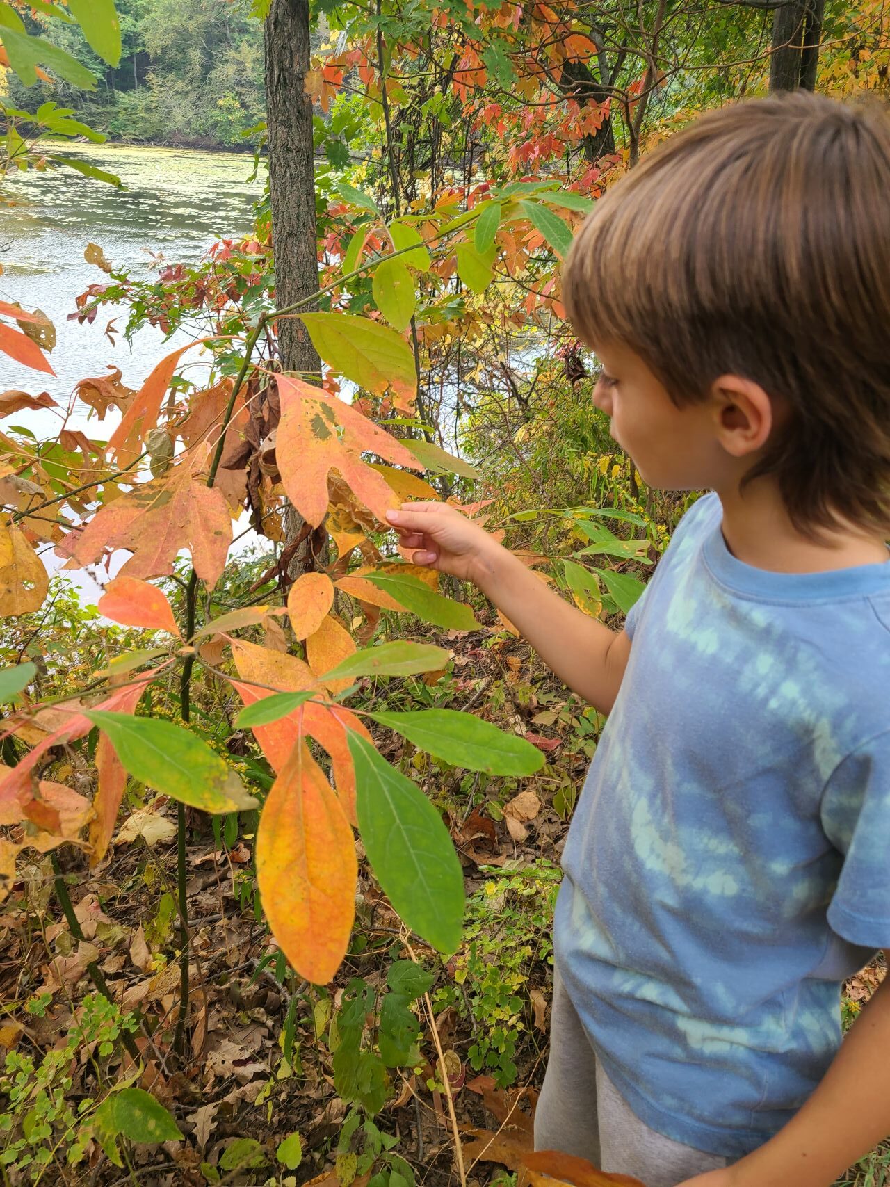 2026.10.01 – Sassafras leaves